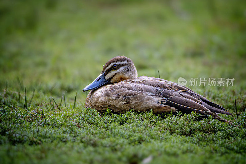 黑太平洋鸭(Anas superciliosa)